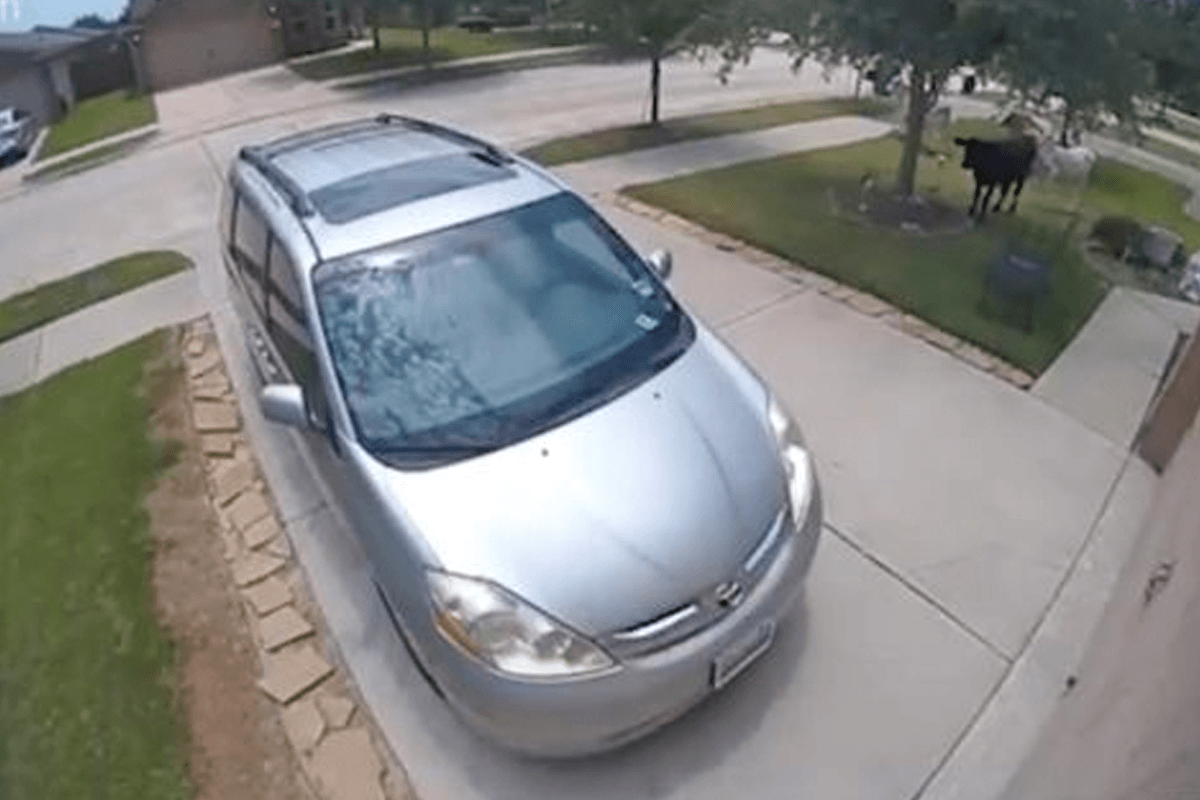 Vrouw ziet tot grote verbazing plots kudde koeien in voortuin: “Wat gebeurt er hier?!” (video)