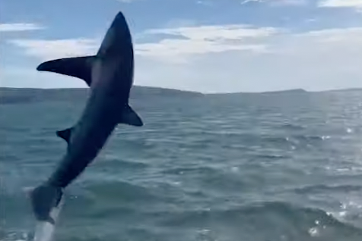 Toeristen leggen haai vast die meters boven water springt: “Dit heb ik nog nooit gezien!” (video)