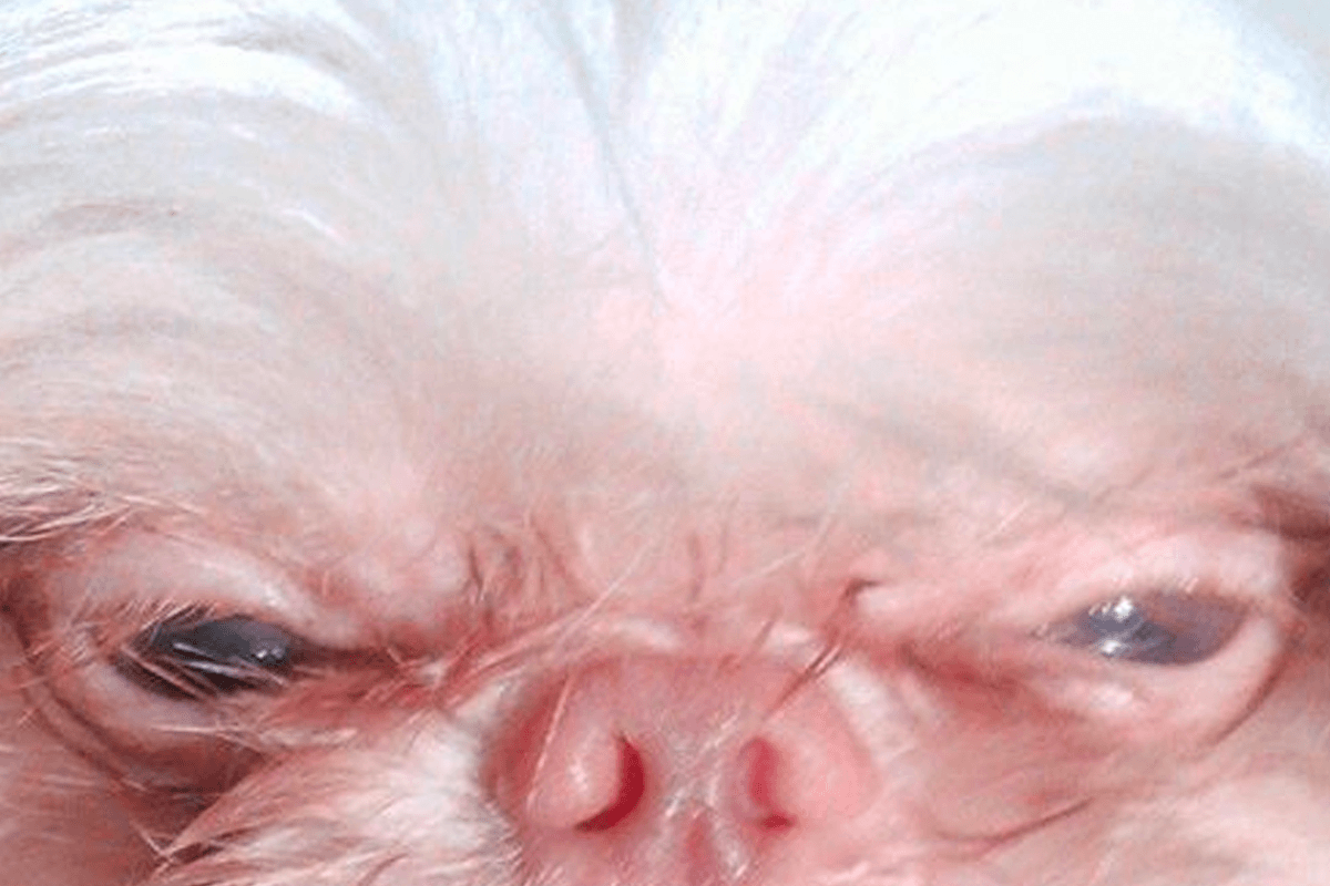 Hond die lijkt op bekende miljardair gaat nog eens viraal: “Dit is hilarisch!” (foto)