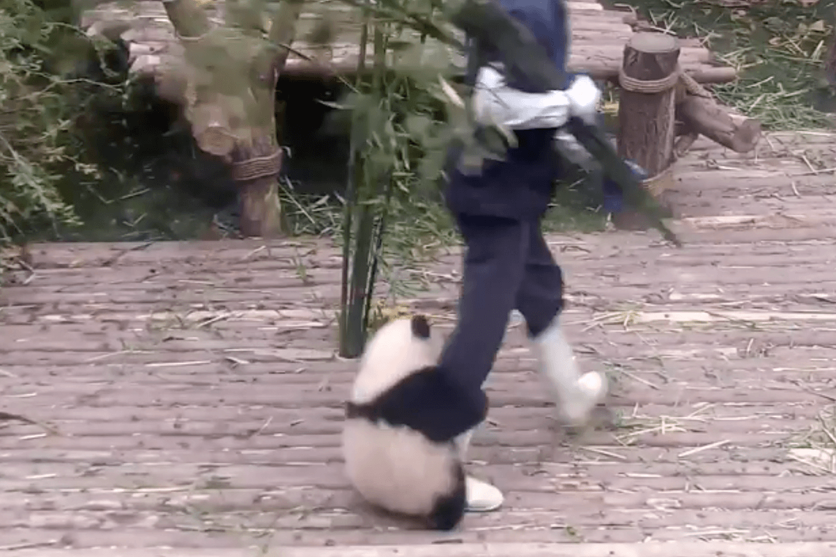 HILARISCH! Kleine panda klampt zich vast aan dierenverzorger die lustig blijft doorwerken (video)