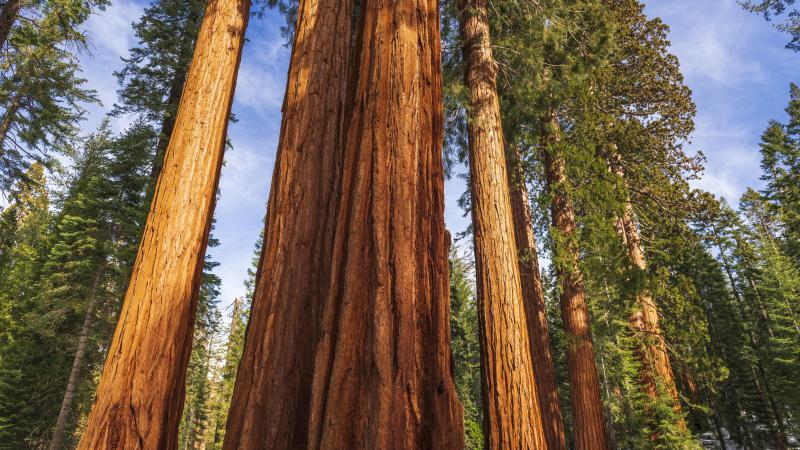 De grootste boom ter wereld bezoeken? Dan riskeer je 5.000 dollar boete en een gevangenisstraf