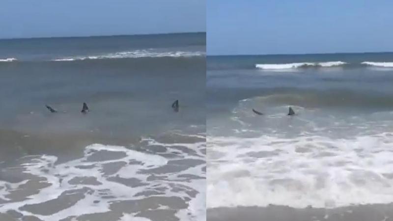 Haaien komen akelig dicht bij toeristen en vielen allicht een man aan: «Zijn voet bungelde aan zijn lijf» (video)