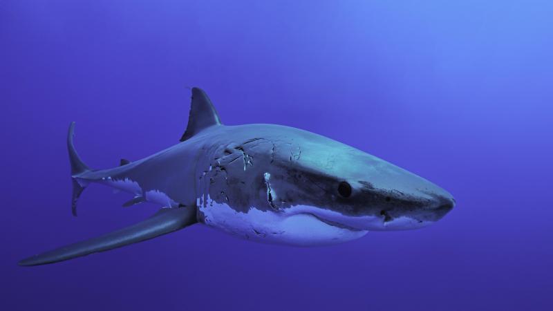 Politie opent onderzoek naar influencer die witte haai van twee meter roosterde en opat (foto’s)