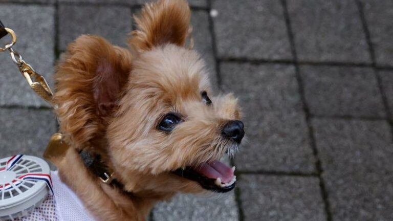 SCHATTIG. Hondjes in Japan krijgen outfits met ingebouwde ventilator (foto’s)