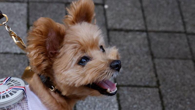 SCHATTIG. Hondjes in Japan krijgen outfits met ingebouwde ventilator (foto’s)