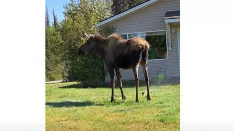 Eland neemt douche met tuinsproeier (video)