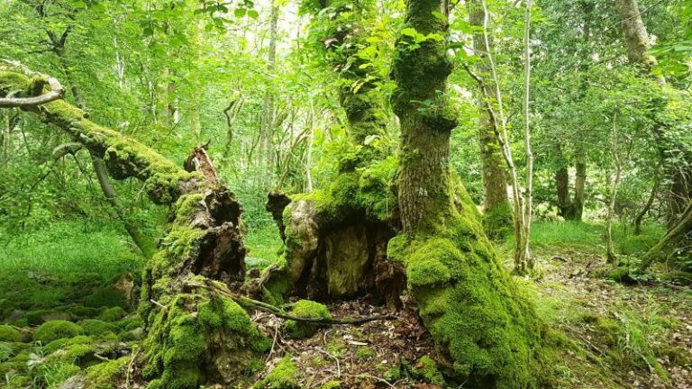 «Net als Narnia»: Deze 12 eeuwenoude bomen maken kans om de Britse boom van het jaar te worden