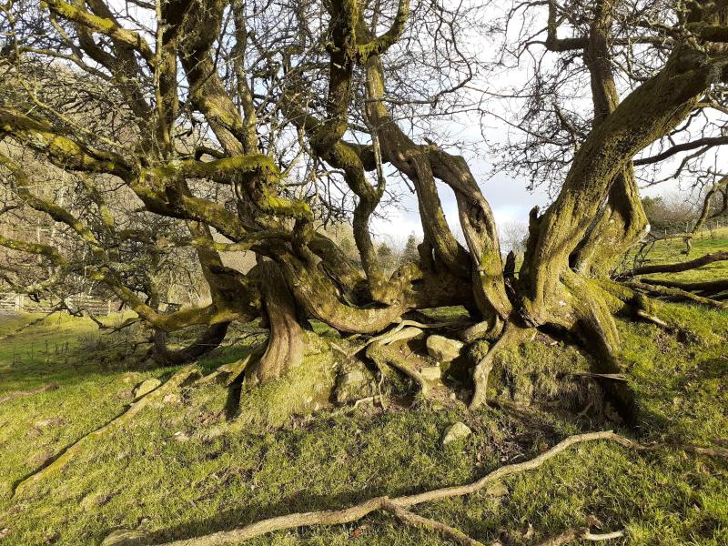 Hedgerow Hawthorn