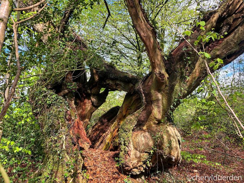 Flitton Oak