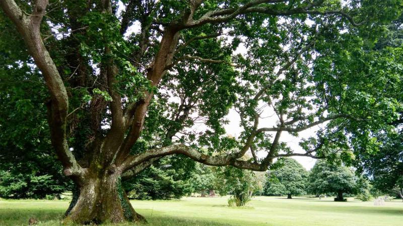Kilbroney Oak