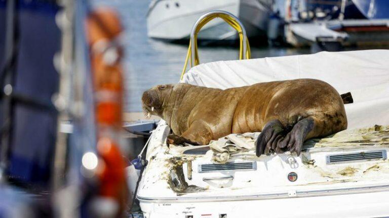 RIP. Rondzwervende walrus Freya afgemaakt omdat mensen haar bleven belagen: «Dit is wat er mis is met de mensheid» (video)