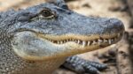 88-jarige vrouw gedood door alligator nadat ze in een vijver viel