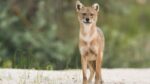 Na de wolf is ook de goudjakhals naar Vlaanderen onderweg