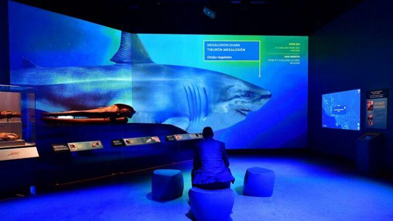 STUDIE. Dit is de megahaai die orka’s in slechts vijf happen volledig kon verorberen