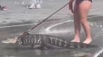BIZAR. Meisje laat alligator ‘Wally’ uit aan de leiband voor «emotionele ondersteuning» (video)