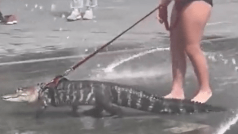 BIZAR. Meisje laat alligator ‘Wally’ uit aan de leiband voor «emotionele ondersteuning» (video)