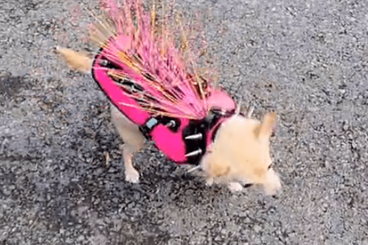 Baasje koopt vestje met naalden voor hond ‘om de vogels weg te houden’: “Dit is hilarisch!” (video)