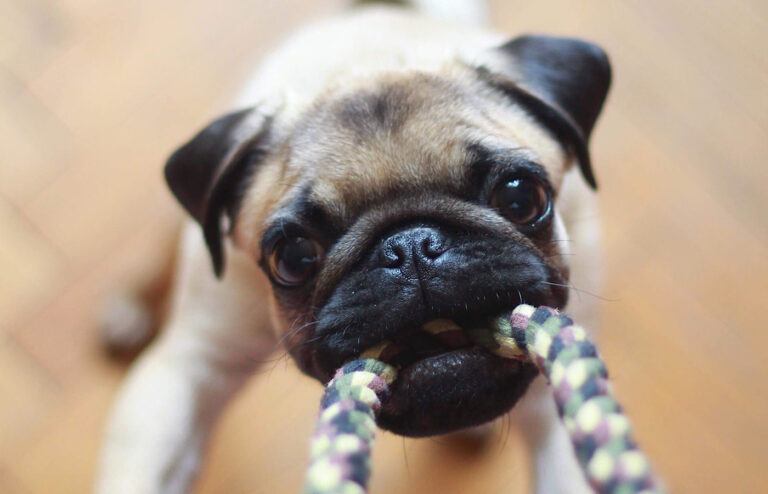Influencer krijgt wind van voren nadat ze een gratis puppy ‘eist’ van hondenasiel