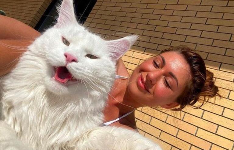 Dit is de grootste kat ter wereld: “Ik dacht eerlijk gezegd dat het een hond was” (foto’s)