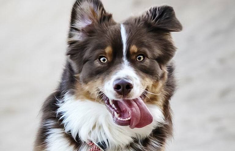 Om DEZE reden eten honden uitwerpselen: “Het kan relatief weinig kwaad voor je trouwe viervoeter”