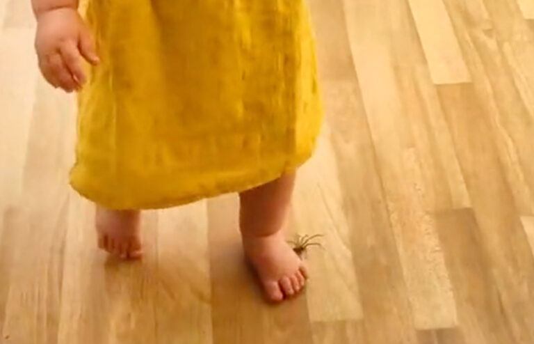 Dochtertje dat nietsvermoedend op een spin trapt bezorgt moederlief een trauma: “Hilarisch!” (video)