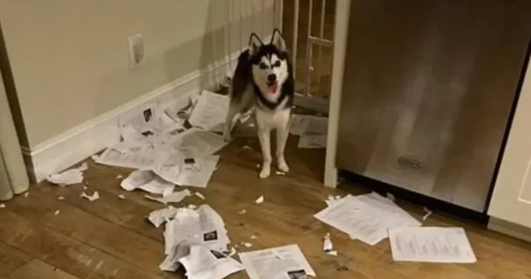 Leerkracht heeft wat uit te leggen in de klas: “Mijn hond heeft al het huiswerk opgegeten!” (foto)