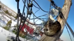 WOW. Man kan kat uit metershoge elektriciteitspaal redden (video)