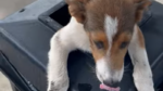 WTF. Vrouw vindt twee puppy’s in vuilbak (video)