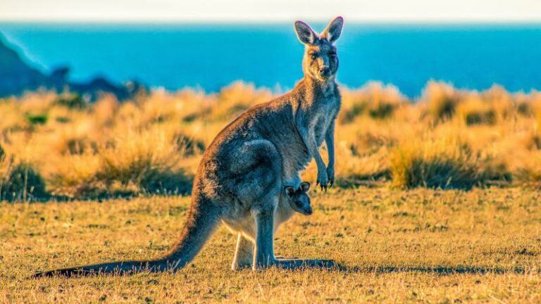 Voor het eerst sinds 1936 dode door kangoeroe in Australië