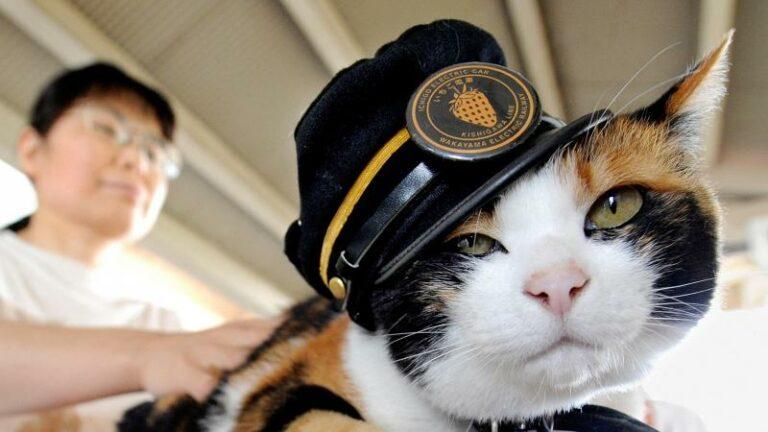 ON THE MOVE. Katten en stations, dat is grote liefde