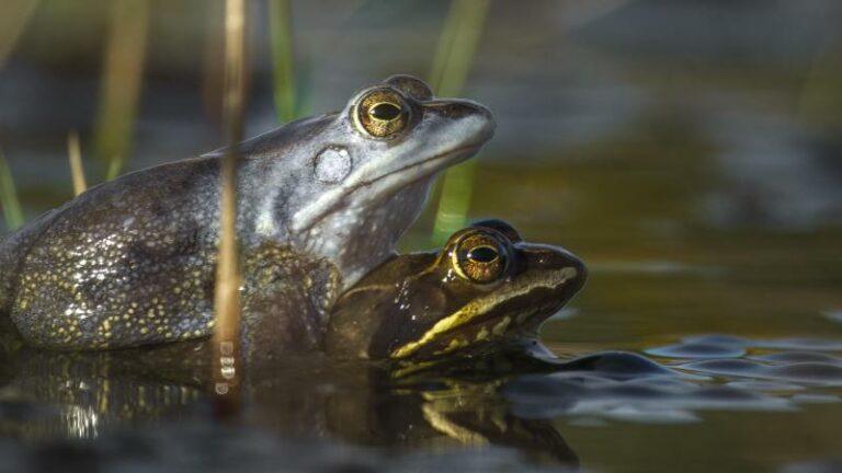 MOVIES. ‘Onze Natuur’ bezingt de Belgische fauna en flora: «We moeten de natuur koesteren»