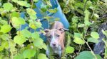 Hond die in vuilnisbak van een brug gegooid werd, is geadopteerd