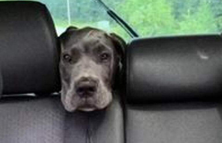 Deze hond doet het internet in een deuk liggen: “Ik doe het bijna in m’n broek!” (video)