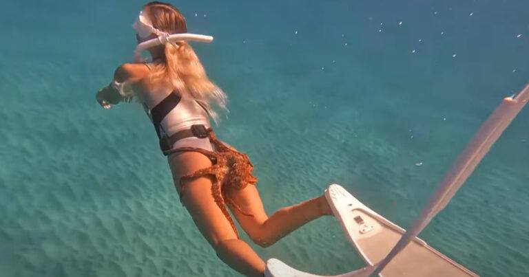 STRAF: Deze octopus lift even mee op billen van duikster (video)