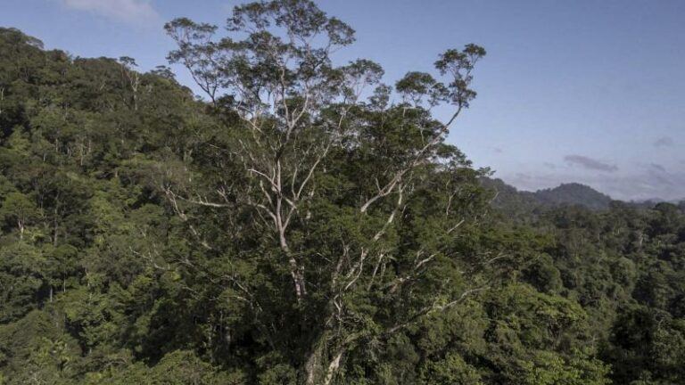 Na vijf expedities door helse jungle: Wetenschappers bereiken hoogste boom van Amazonegebied