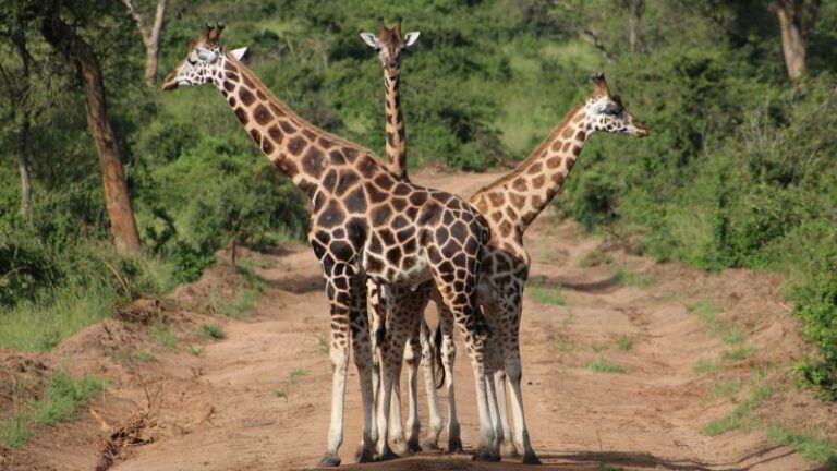 Giraf doodt 16 maanden oude baby in Zuid-Afrika