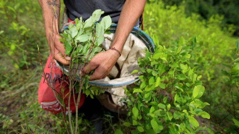 Recordhoeveelheid coca geteeld in Colombia in 2021