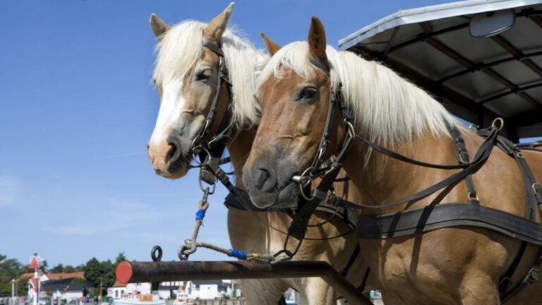 BIZAR. Duits eiland haalt paardenkoets van stal na coronabesmettingen bij buschauffeurs