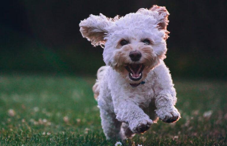 “Mijn hond bijt steeds in het achterwerk van mijn vriend wanneer we seks hebben…”