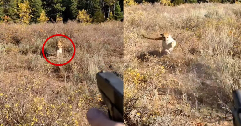 Jager staat oog in oog met poema en wordt zélf (bijna) de prooi: “Gelukkig had ik mijn pistool bij!” (video)