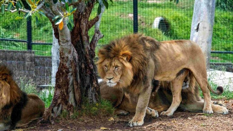 Vijf leeuwen breken uit Australische zoo: «Onze ergste nachtmerrie kwam uit» (video)