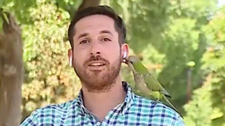 Ondeugende papegaai steelt oortje van Chileense reporter tijdens live verslag (video)
