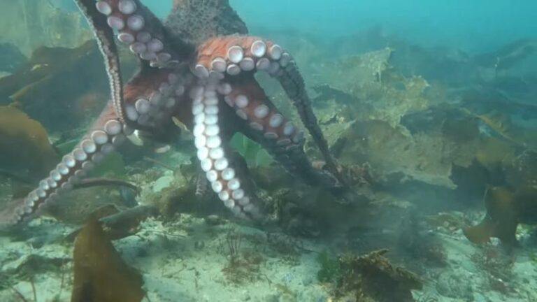 WOW. Canadese duiker krijgt dikke knuffel van gigantische octopus: «Een ongelofelijke ervaring» (video)