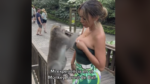 Handtastelijke aap probeert topje van influencer uit te trekken (video)