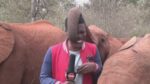 HILARISCH. Speelse olifant doet Keniaanse journalist in lachen uitbarsten (video)