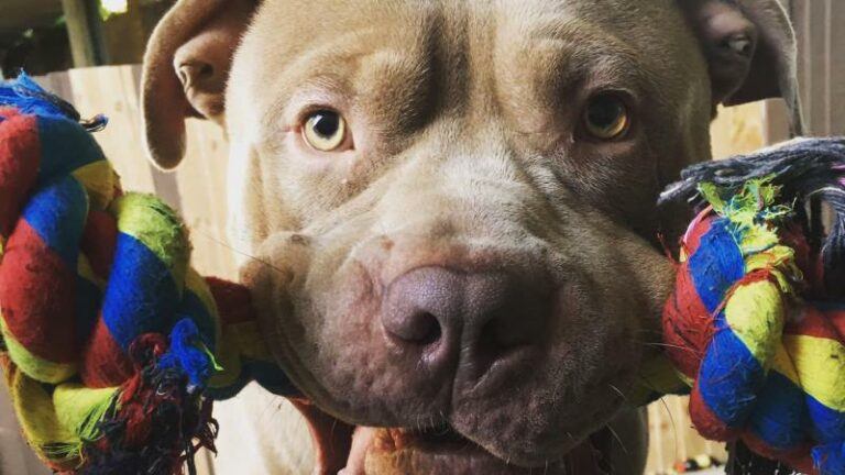 WTF. Dieven stelen hond terwijl baasje medische hulp krijgt op straat