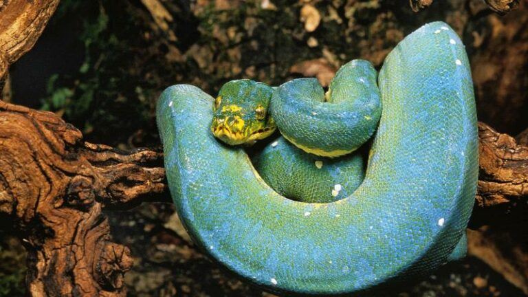 WTF. Python sleurt vijfjarig kind in zwembad in Australië