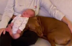 SCHATTIG! Hond maakt voor de eerste keer kennis met baby: “Mijn hart smelt!” (video)