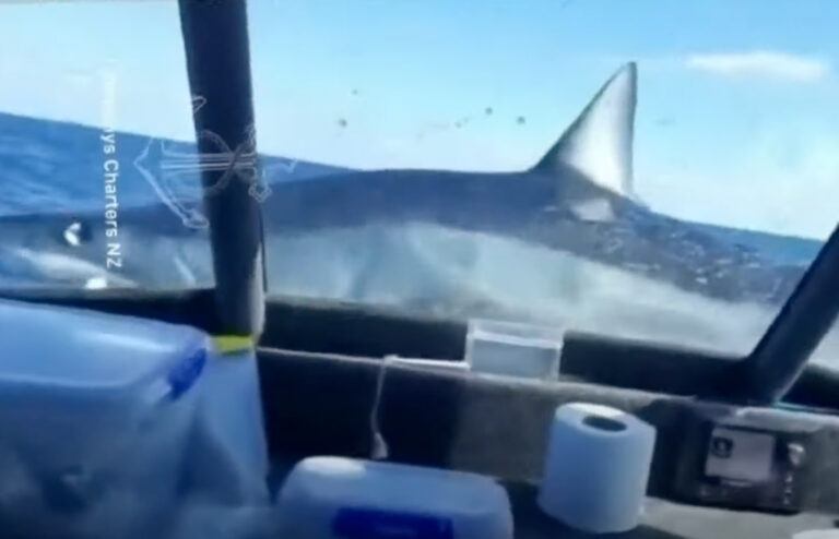 ONGELOOFLIJK! Haai van drie meter landt op vissersboot (video)