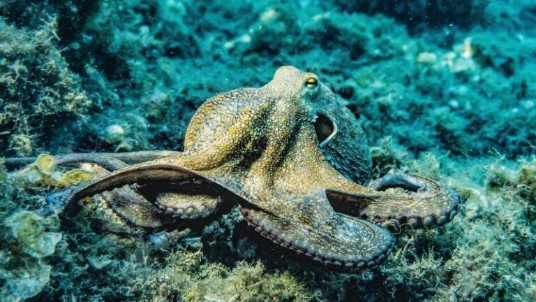 Belgische wetenschappers ontdekken waarom octopussen zo intelligent zijn